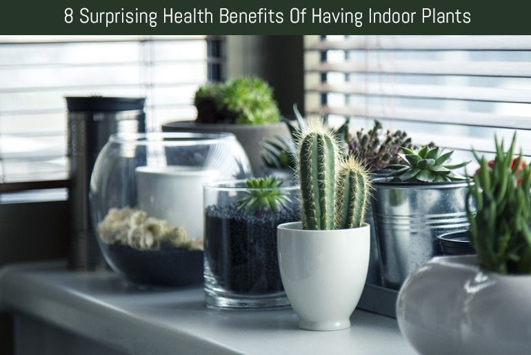 8 Surprising Health Benefits Of Having Indoor Plants