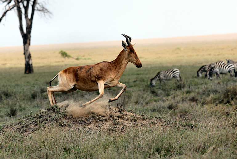 antelope zebras in plain