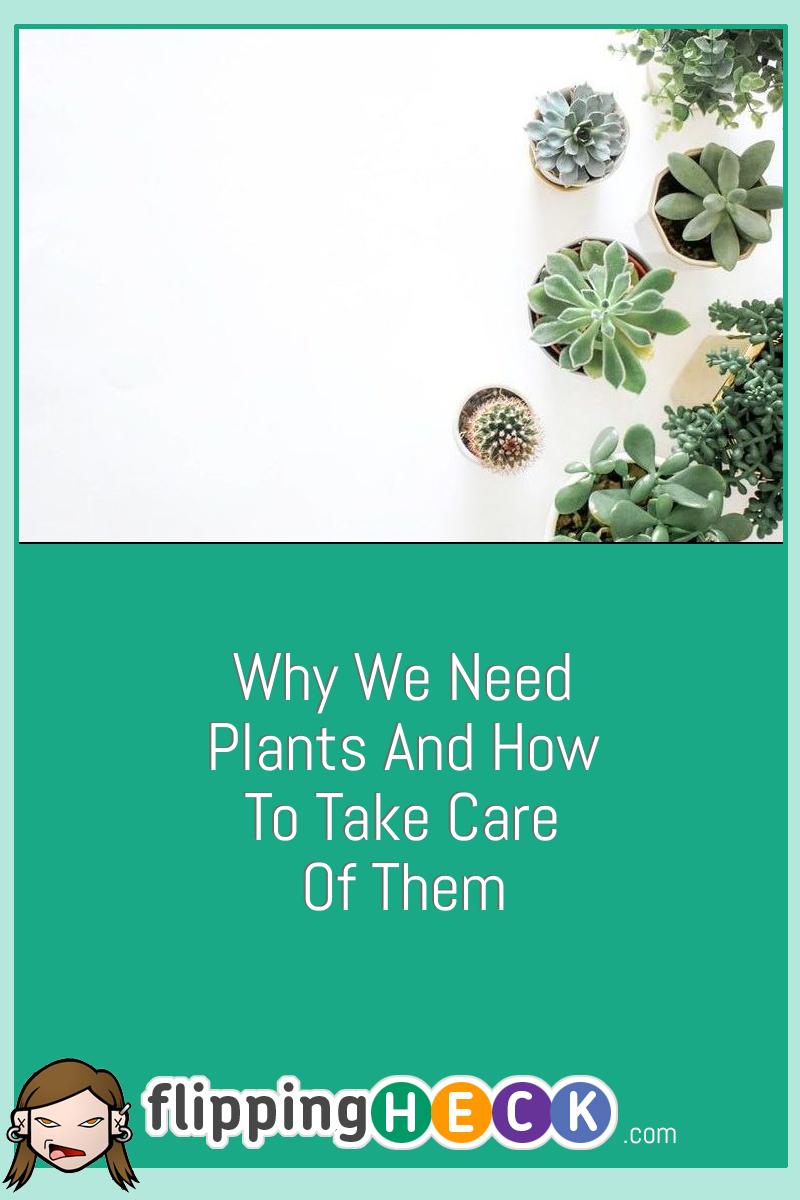 Why We Need Plants And How To Take Care Of Them