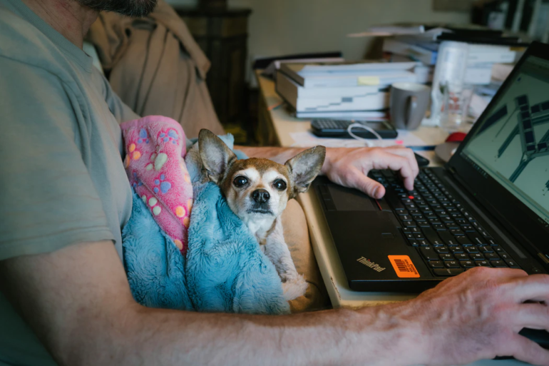 Laptop and dog on man's lap