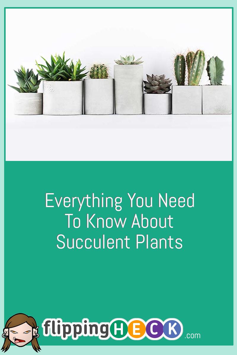 Everything You Need To Know About Succulent Plants