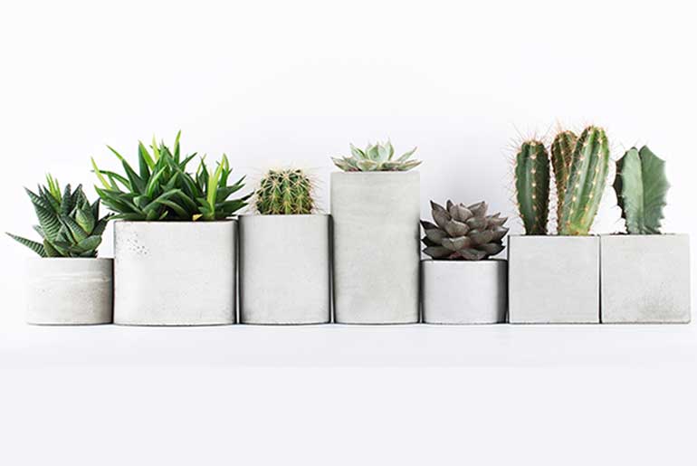 Succulents in concrete pots on a white background