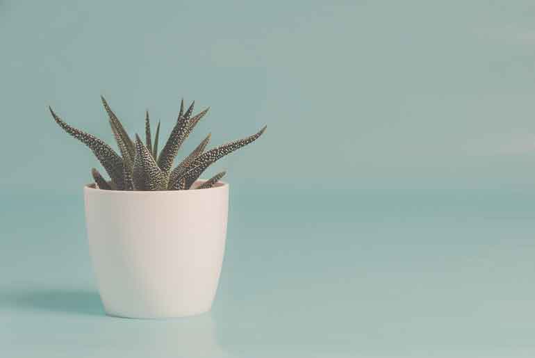 Green snake plant in white ceramic pot