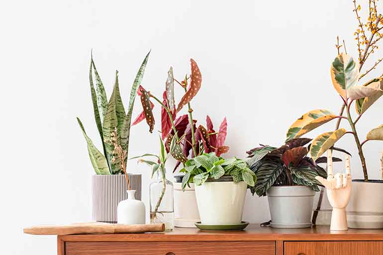 5 Indoor Plants Proven To Reduce Anxiety