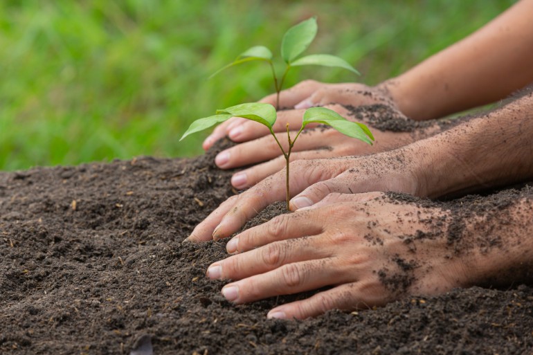 Person planting a seedling in soil