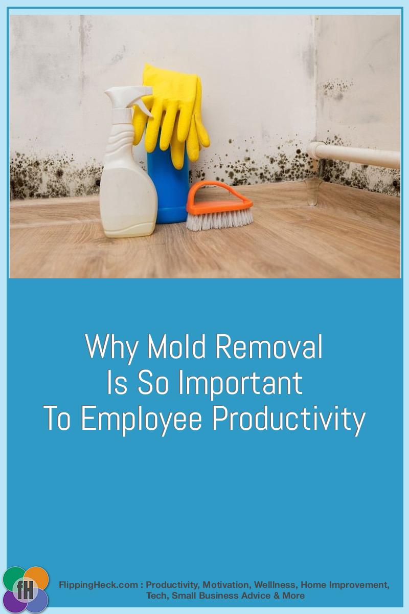 Why Mold Removal Is So Important To Employee Productivity
