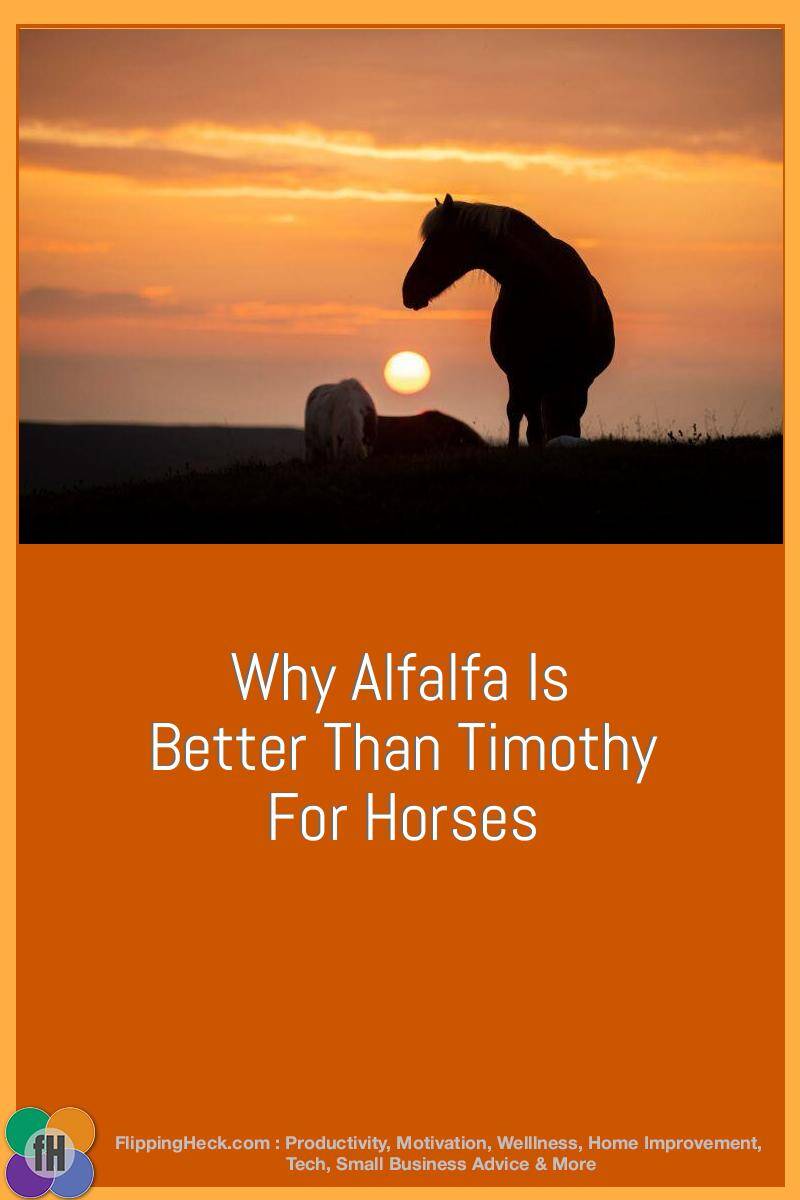 Why Alfalfa is Better Than Timothy for Horses