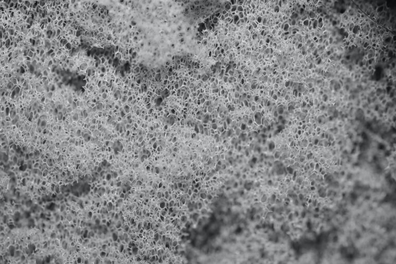 Closeup of a grey cell-like structure