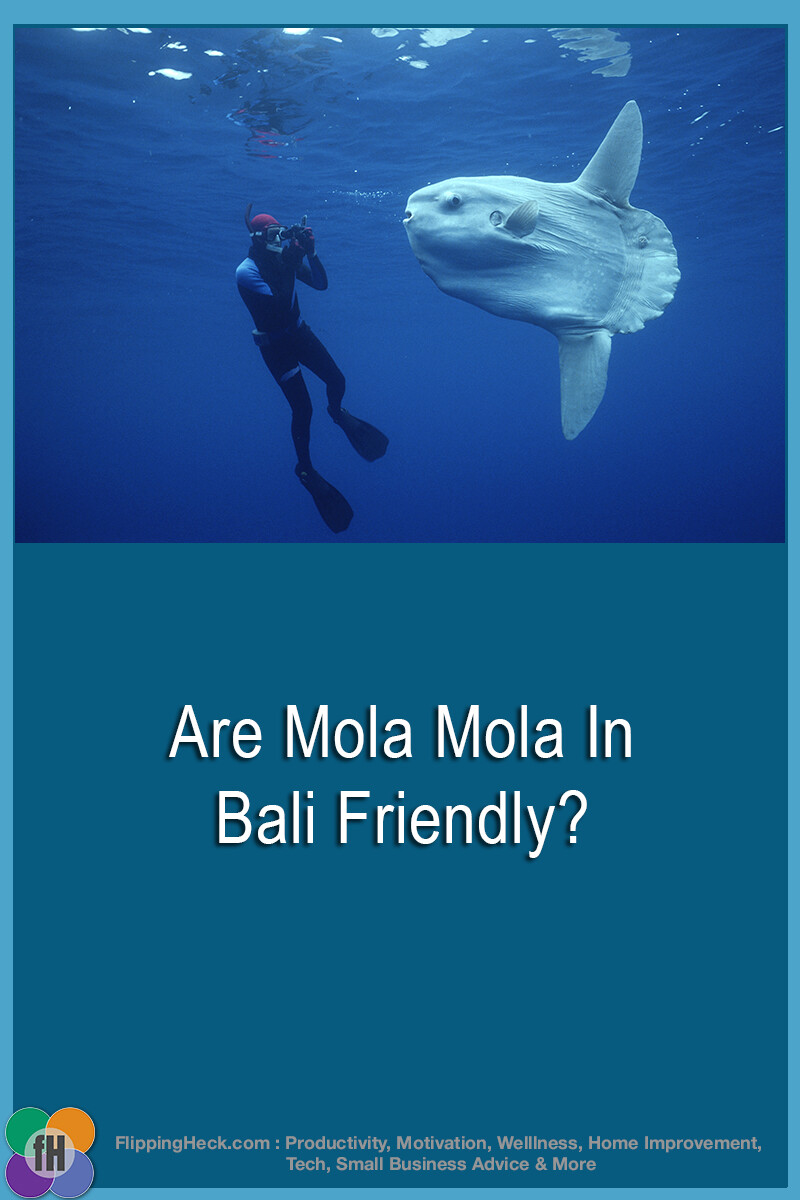 Are Mola Mola In Bali Friendly?