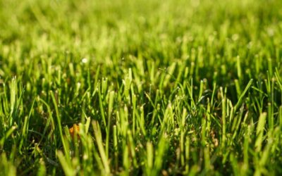 The Ultimate Guide To Choosing The Right Sod For Your Lawn