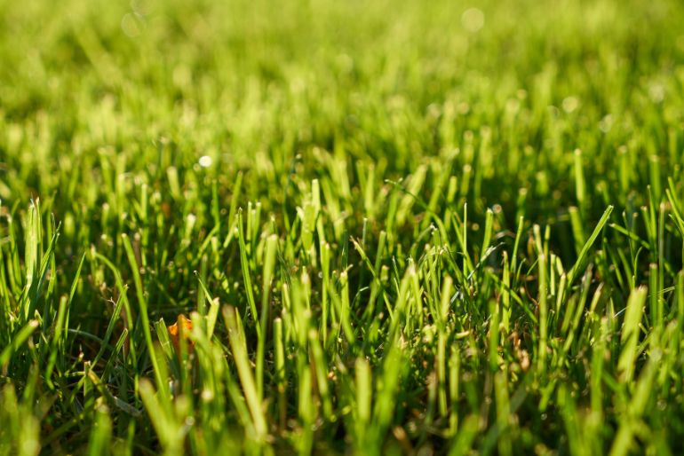 A close up of blades of grass