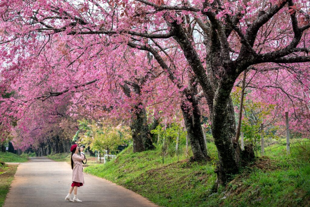 A person taking a photo under a cherry tree filled with pink blossom