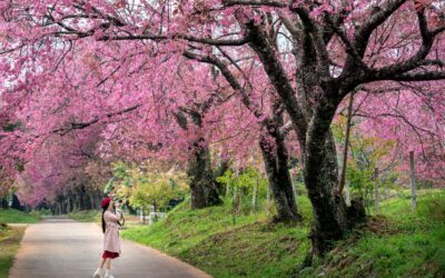 Why A Japan Cherry Blossom Tour Should Be On Every Traveler’s Bucket List